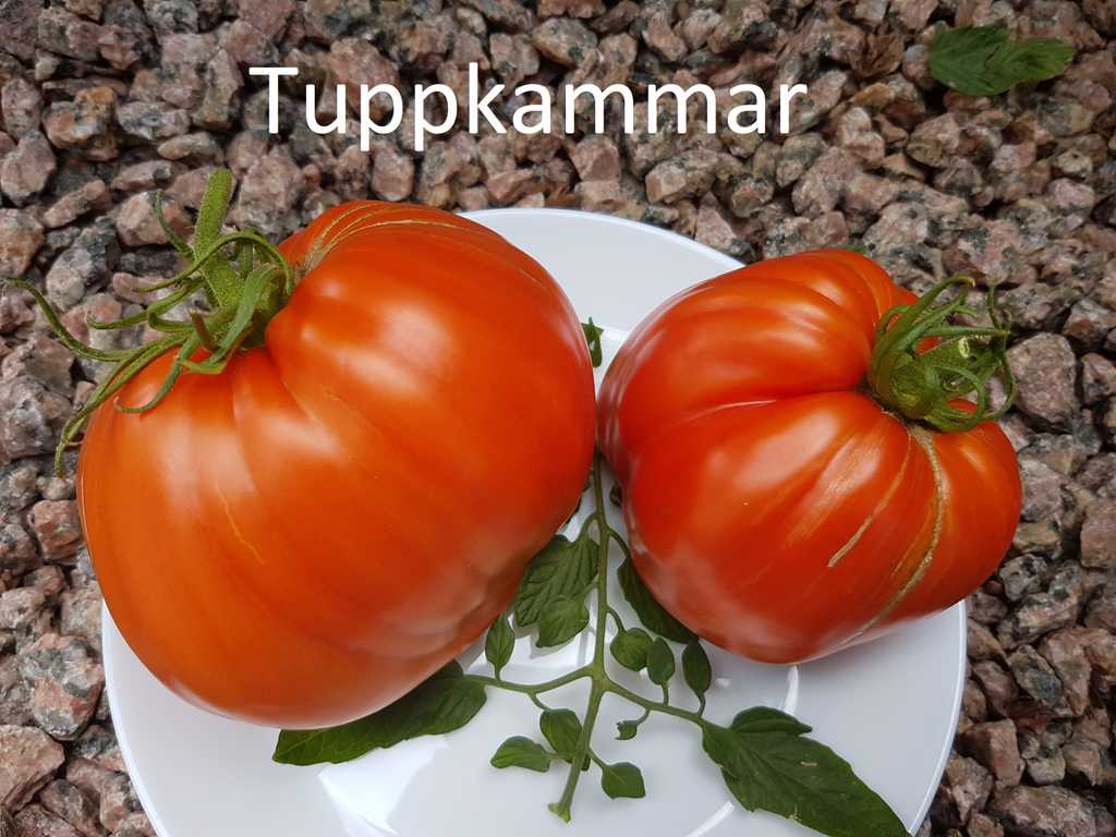 Tuppkammar röda - Grebeshki  